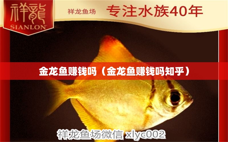 金龍魚(yú)賺錢(qián)嗎（金龍魚(yú)賺錢(qián)嗎知乎） 大湖紅龍魚(yú)