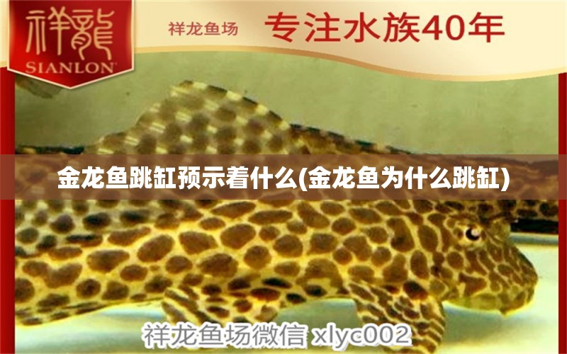 金龍魚跳缸預(yù)示著什么(金龍魚為什么跳缸) 朱巴利魚苗