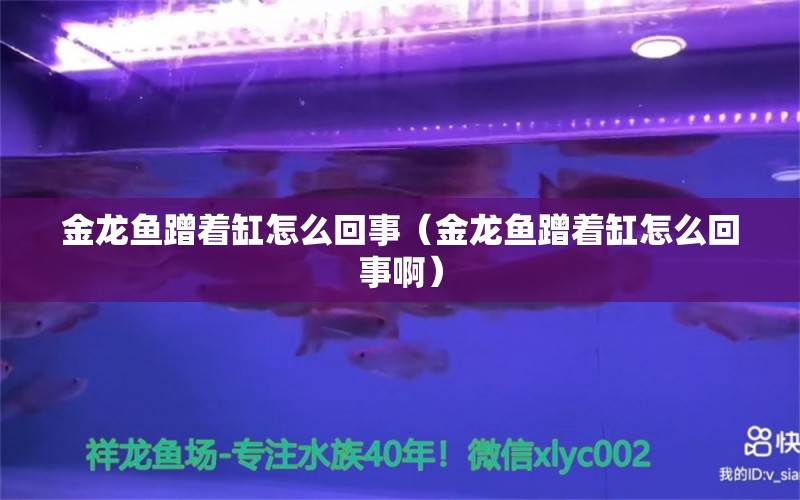 金龍魚蹭著缸怎么回事（金龍魚蹭著缸怎么回事?。?祥龍水族醫(yī)院