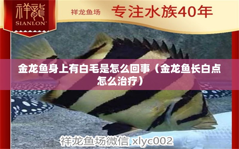 金龍魚身上有白毛是怎么回事（金龍魚長白點(diǎn)怎么治療）