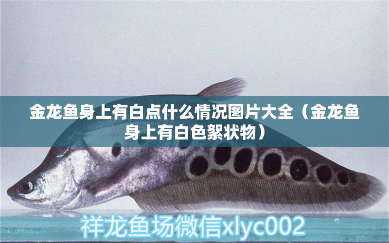 金龍魚身上有白點什么情況圖片大全（金龍魚身上有白色絮狀物） 熱帶魚魚苗批發(fā) 第1張