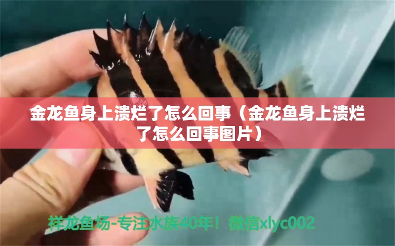 金龍魚身上潰爛了怎么回事（金龍魚身上潰爛了怎么回事圖片）