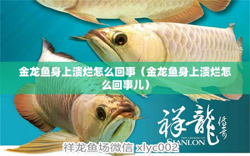 金龍魚身上潰爛怎么回事（金龍魚身上潰爛怎么回事兒）