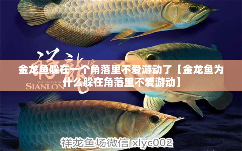 金龍魚躲在一個角落里不愛游動了【金龍魚為什么躲在角落里不愛游動】 水族問答 第1張