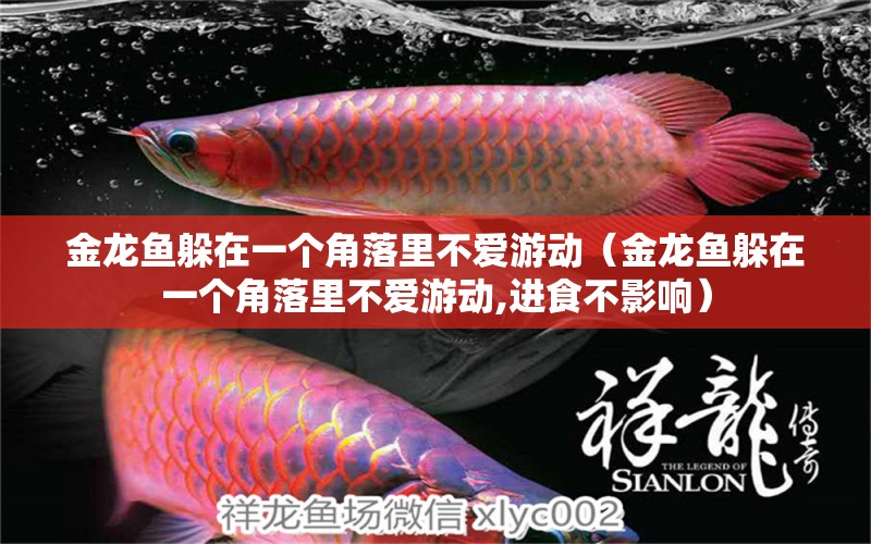 金龍魚躲在一個角落里不愛游動（金龍魚躲在一個角落里不愛游動,進食不影響） 生態(tài)瓶/創(chuàng)意缸/桌面微景缸