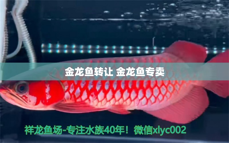 金龍魚轉(zhuǎn)讓 金龍魚專賣