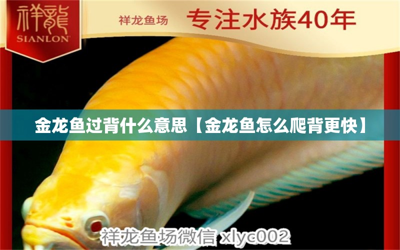 金龍魚過背什么意思【金龍魚怎么爬背更快】 龍魚批發(fā)