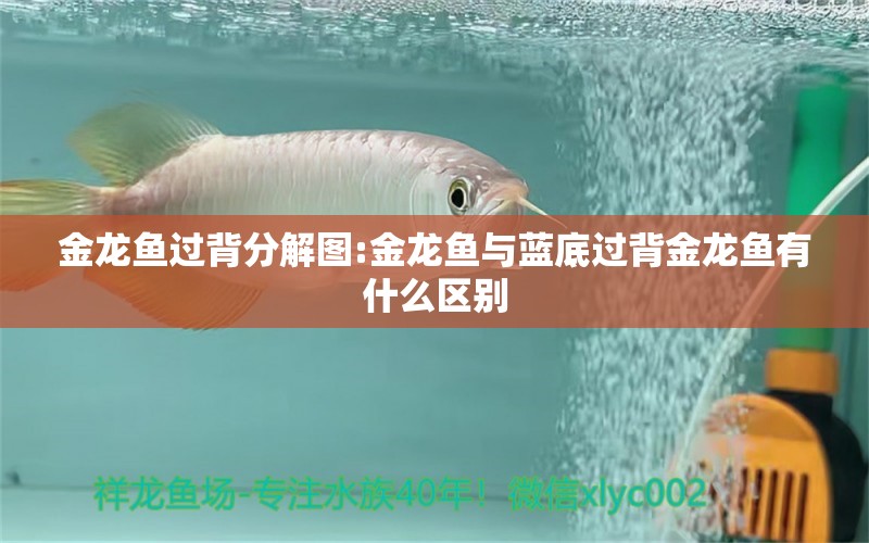 金龍魚過背分解圖:金龍魚與藍(lán)底過背金龍魚有什么區(qū)別