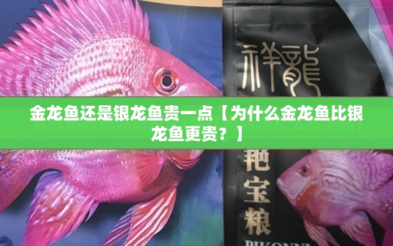 金龍魚還是銀龍魚貴一點【為什么金龍魚比銀龍魚更貴？】 水族問答 第1張