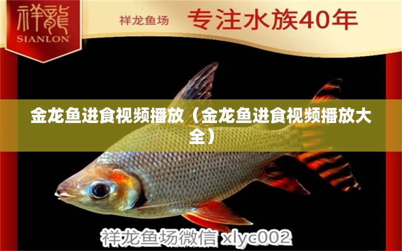 金龍魚進(jìn)食視頻播放（金龍魚進(jìn)食視頻播放大全） 白子銀版魚