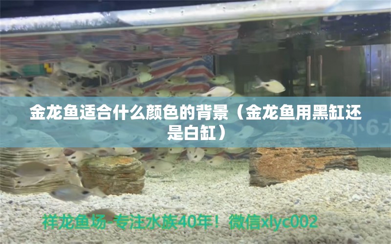 金龍魚適合什么顏色的背景（金龍魚用黑缸還是白缸） 魚缸百科 第2張