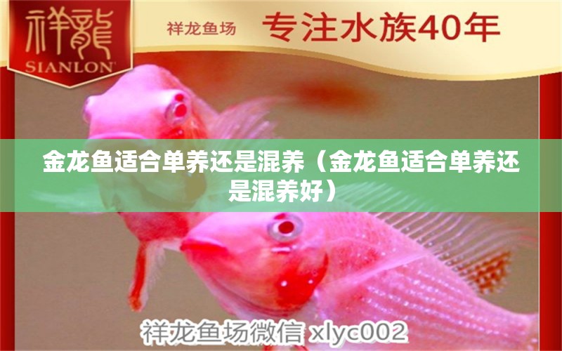 金龍魚適合單養(yǎng)還是混養(yǎng)（金龍魚適合單養(yǎng)還是混養(yǎng)好） 觀賞魚市場（混養(yǎng)魚）