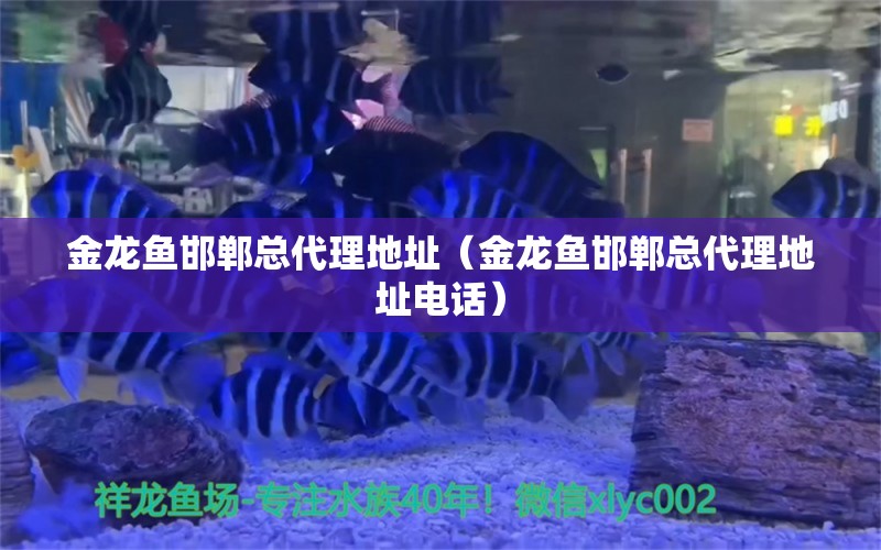 金龍魚邯鄲總代理地址（金龍魚邯鄲總代理地址電話）