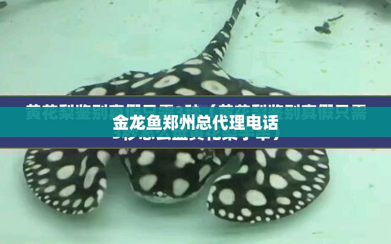 金龍魚鄭州總代理電話 水族問答 第2張