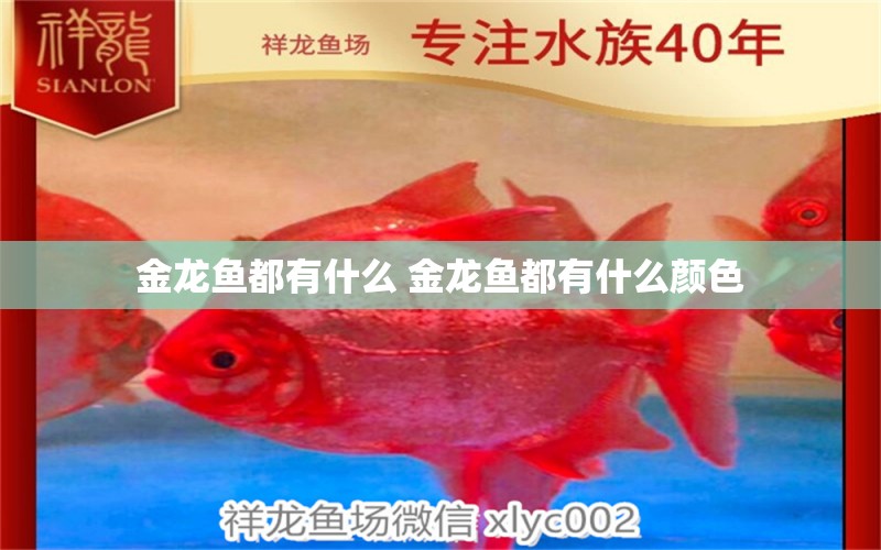 金龍魚(yú)都有什么 金龍魚(yú)都有什么顏色