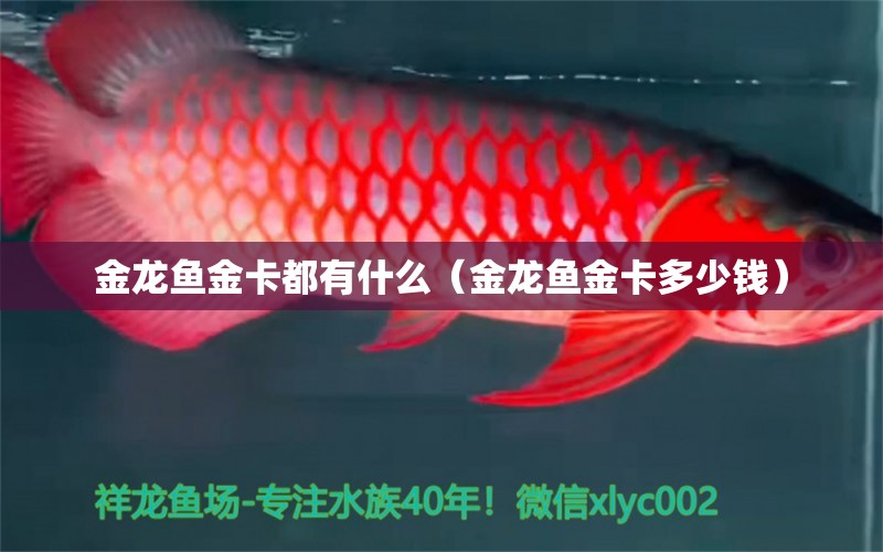 金龍魚金卡都有什么（金龍魚金卡多少錢） 祥龍水族醫(yī)院