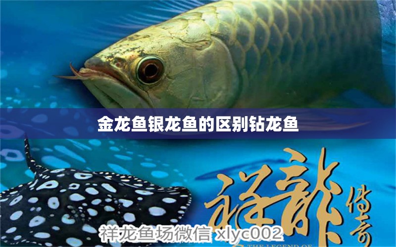 金龍魚銀龍魚的區(qū)別鉆龍魚 銀龍魚