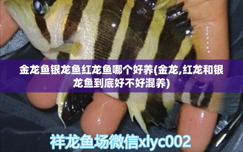 金龍魚銀龍魚紅龍魚哪個(gè)好養(yǎng)(金龍,紅龍和銀龍魚到底好不好混養(yǎng)) 銀龍魚百科 第1張