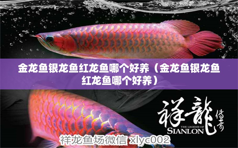 金龍魚銀龍魚紅龍魚哪個(gè)好養(yǎng)（金龍魚銀龍魚紅龍魚哪個(gè)好養(yǎng)）