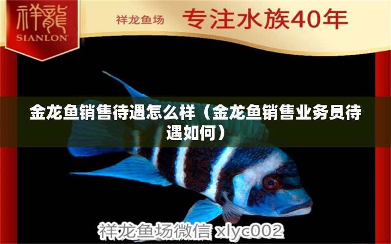 金龍魚銷售待遇怎么樣（金龍魚銷售業(yè)務(wù)員待遇如何） 龍魚百科 第2張