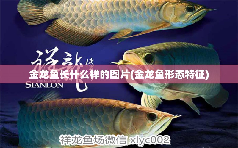 金龍魚長什么樣的圖片(金龍魚形態(tài)特征) 帝王血鉆魚