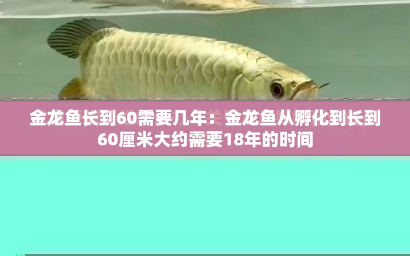 金龍魚長到60需要幾年：金龍魚從孵化到長到60厘米大約需要18年的時間