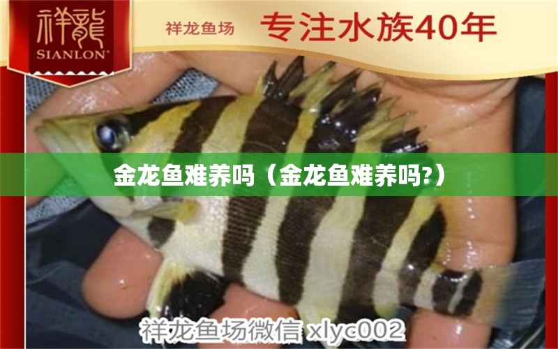 金龍魚難養(yǎng)嗎（金龍魚難養(yǎng)嗎?） 粗線銀版魚苗