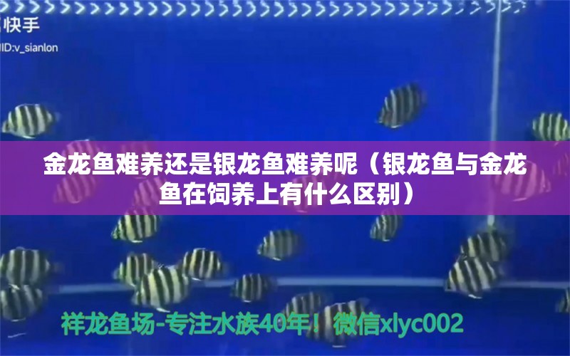 金龍魚難養(yǎng)還是銀龍魚難養(yǎng)呢（銀龍魚與金龍魚在飼養(yǎng)上有什么區(qū)別）