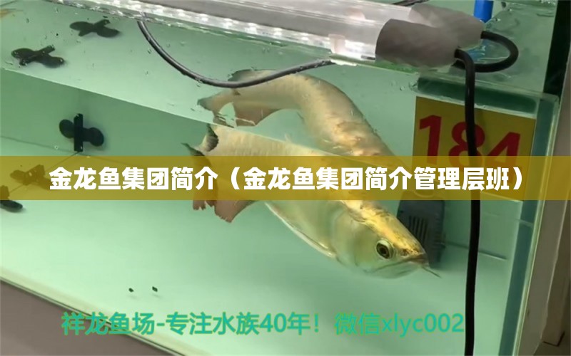 金龍魚集團(tuán)簡(jiǎn)介（金龍魚集團(tuán)簡(jiǎn)介管理層班）