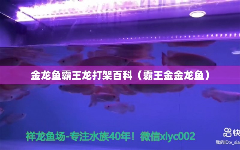 金龍魚霸王龍打架百科（霸王金金龍魚）