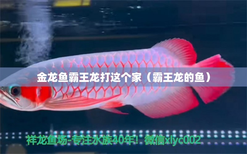 金龍魚(yú)霸王龍打這個(gè)家（霸王龍的魚(yú)） 廣州觀賞魚(yú)批發(fā)市場(chǎng)