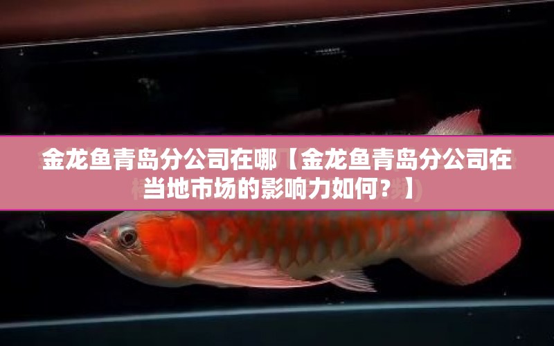 金龍魚青島分公司在哪【金龍魚青島分公司在當(dāng)?shù)厥袌?chǎng)的影響力如何？】 水族問答 第1張