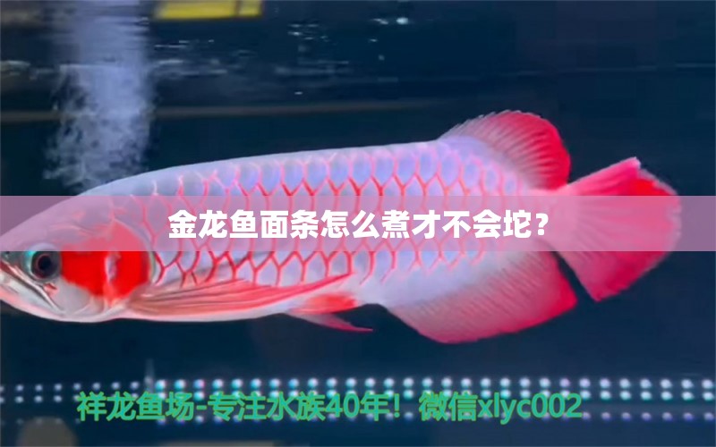 金龍魚面條怎么煮才不會(huì)坨？ 一眉道人魚苗