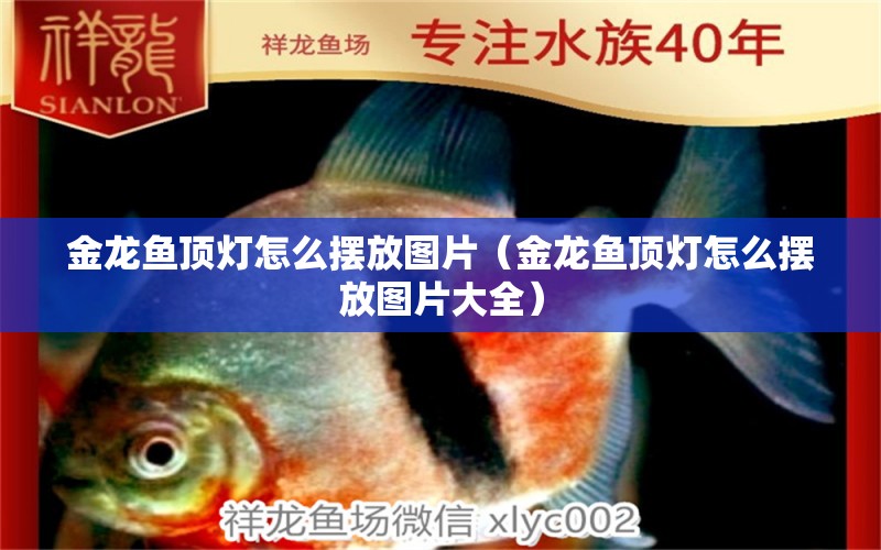 金龍魚(yú)頂燈怎么擺放圖片（金龍魚(yú)頂燈怎么擺放圖片大全） 野彩魚(yú)