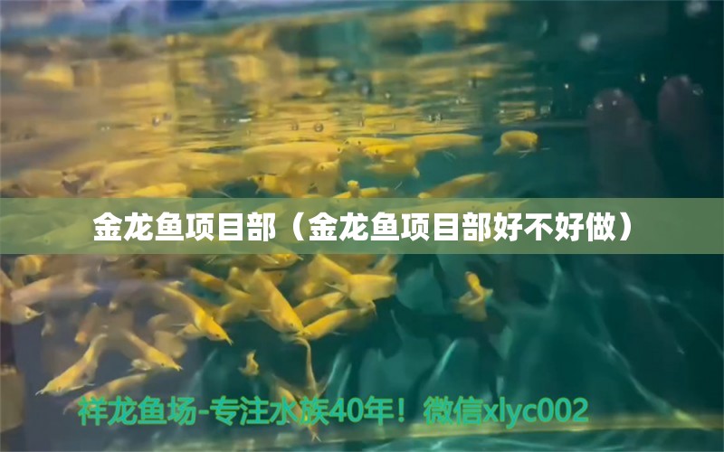 金龍魚項(xiàng)目部（金龍魚項(xiàng)目部好不好做） 祥龍水族醫(yī)院