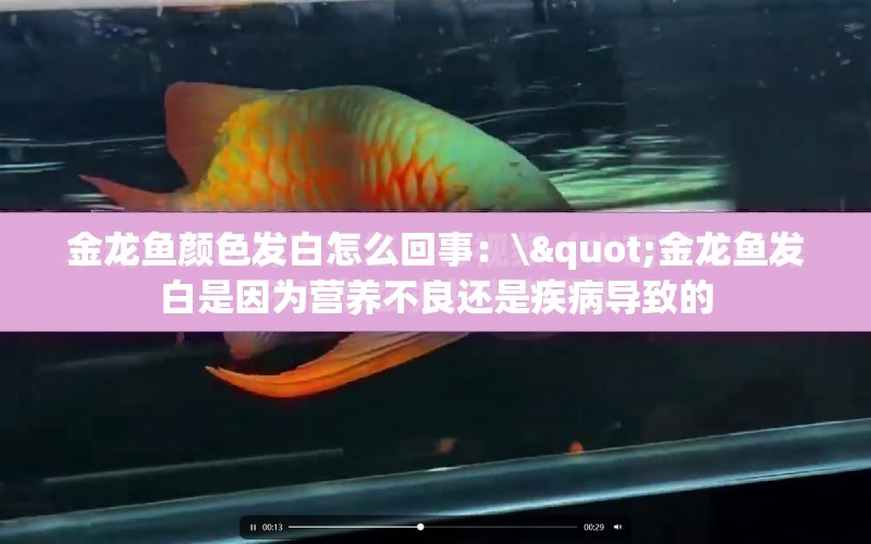 金龍魚顏色發(fā)白怎么回事：\