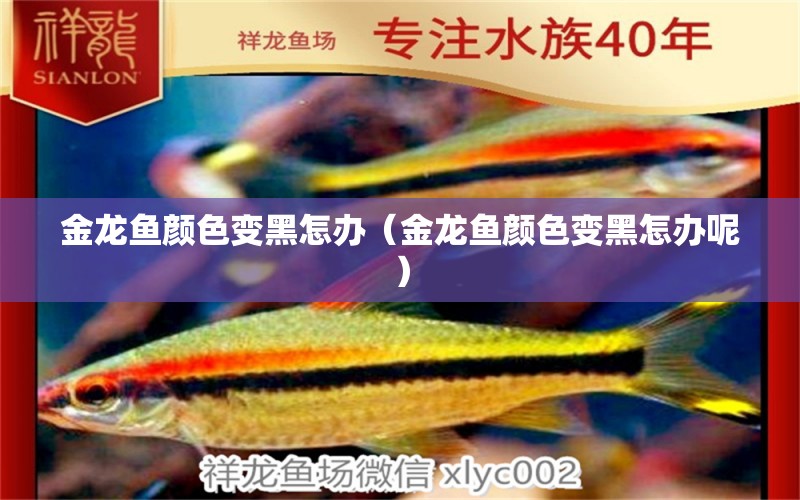 金龍魚顏色變黑怎辦（金龍魚顏色變黑怎辦呢） 祥龍水族醫(yī)院