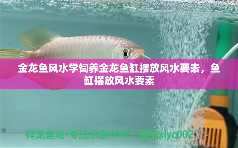 金龍魚風(fēng)水學(xué)飼養(yǎng)金龍魚缸擺放風(fēng)水要素，魚缸擺放風(fēng)水要素 魚缸風(fēng)水