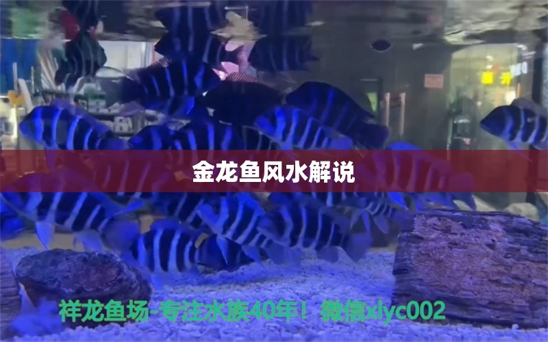 金龍魚風(fēng)水解說 魚缸風(fēng)水