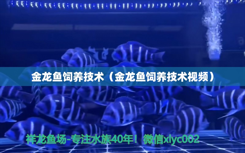 金龍魚飼養(yǎng)技術(shù)（金龍魚飼養(yǎng)技術(shù)視頻） 龍魚百科