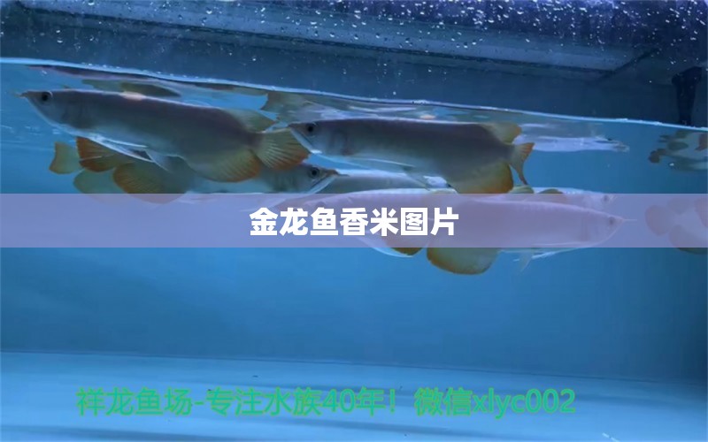 金龍魚香米圖片