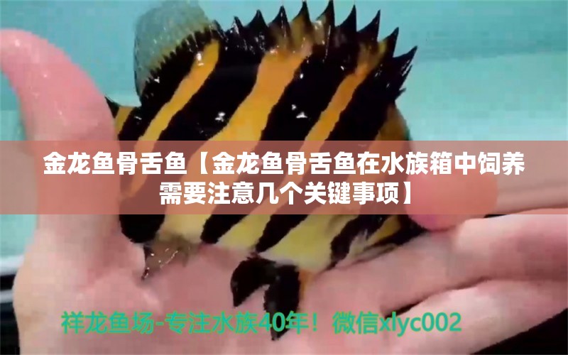 金龍魚骨舌魚【金龍魚骨舌魚在水族箱中飼養(yǎng)需要注意幾個(gè)關(guān)鍵事項(xiàng)】 水族問答 第2張