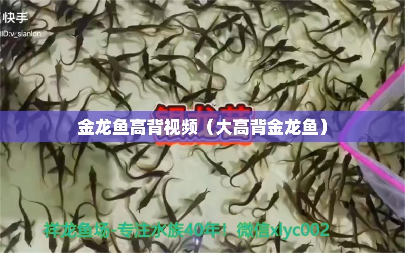 金龍魚高背視頻（大高背金龍魚）