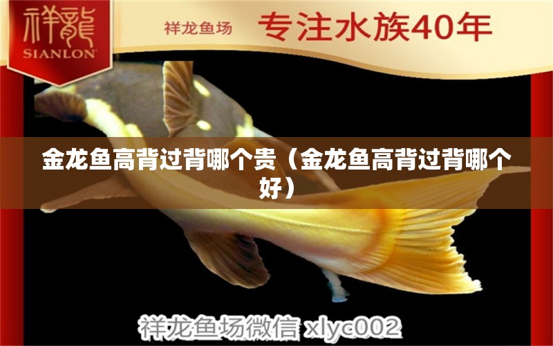 金龍魚高背過背哪個(gè)貴（金龍魚高背過背哪個(gè)好） 觀賞魚市場（混養(yǎng)魚）