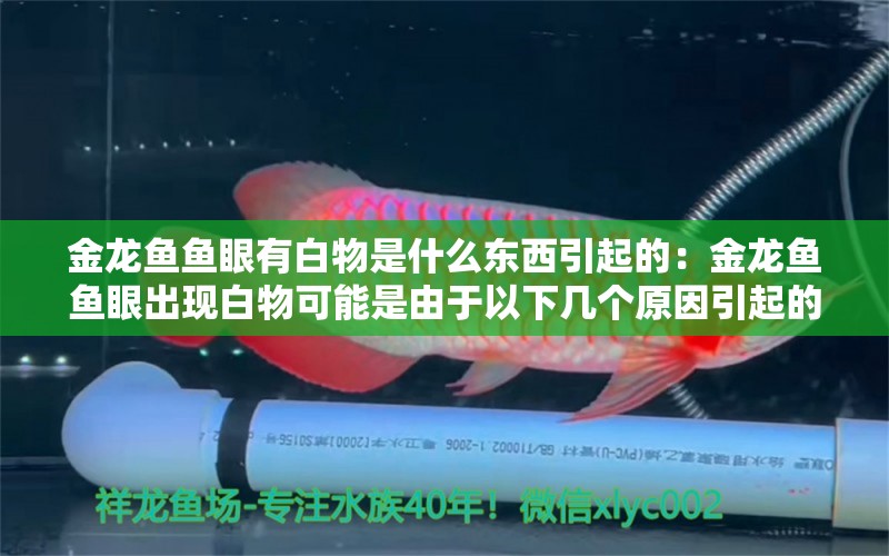 金龍魚魚眼有白物是什么東西引起的：金龍魚魚眼出現(xiàn)白物可能是由于以下幾個(gè)原因引起的 龍魚百科 第2張