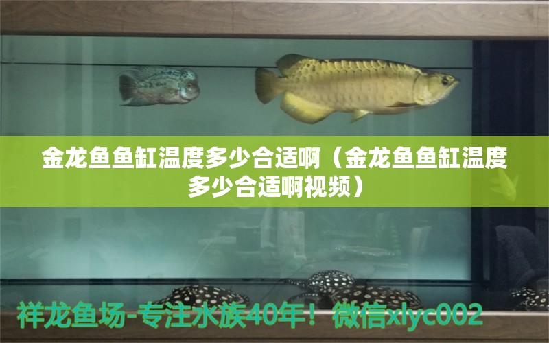 金龍魚魚缸溫度多少合適?。ń瘕堲~魚缸溫度多少合適啊視頻）