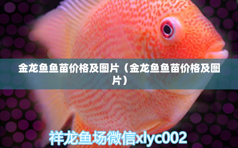 金龍魚魚苗價格及圖片（金龍魚魚苗價格及圖片）