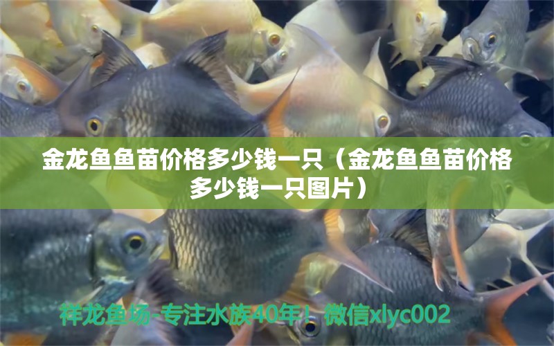 金龍魚魚苗價格多少錢一只（金龍魚魚苗價格多少錢一只圖片）