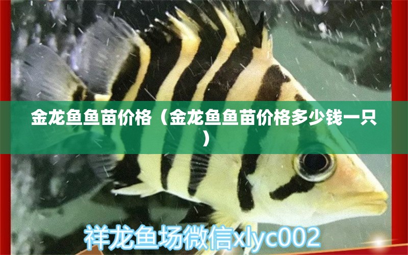 金龍魚魚苗價格（金龍魚魚苗價格多少錢一只） 龍魚疾病與治療