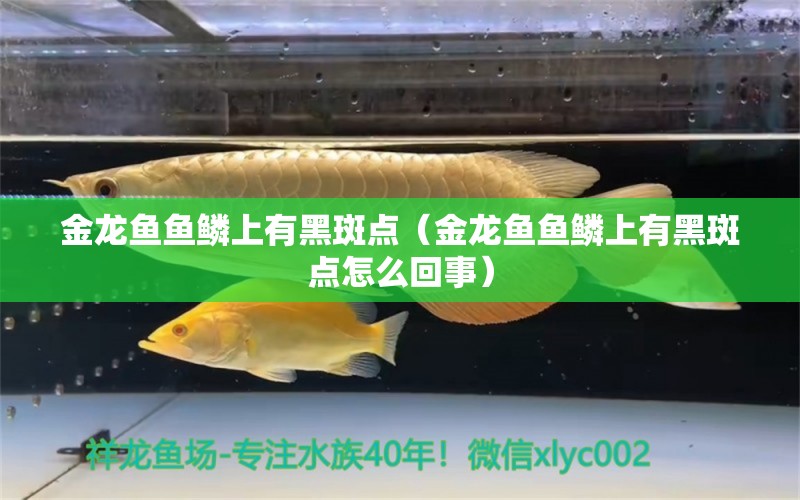 金龍魚魚鱗上有黑斑點（金龍魚魚鱗上有黑斑點怎么回事） 觀賞魚市場（混養(yǎng)魚）